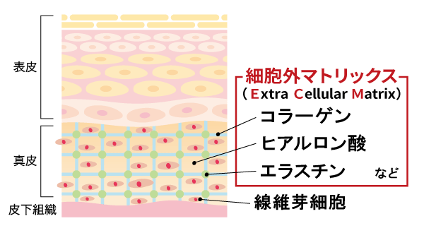 細胞外マトリックス（ECM）